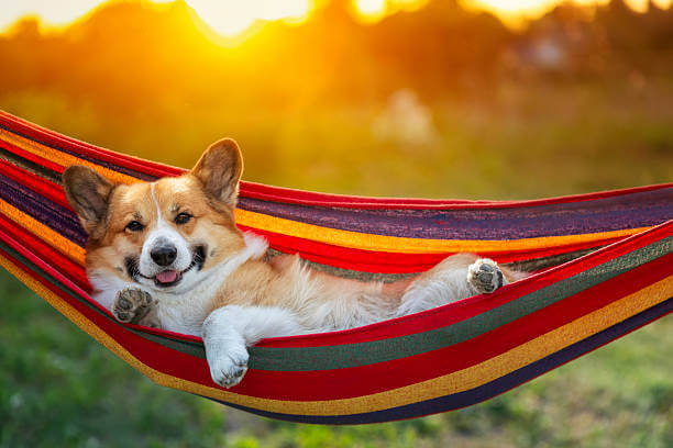 강아지 잠자는 위치가 알려주는 성격과 심리