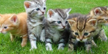 고양이 꿈해몽 풀이