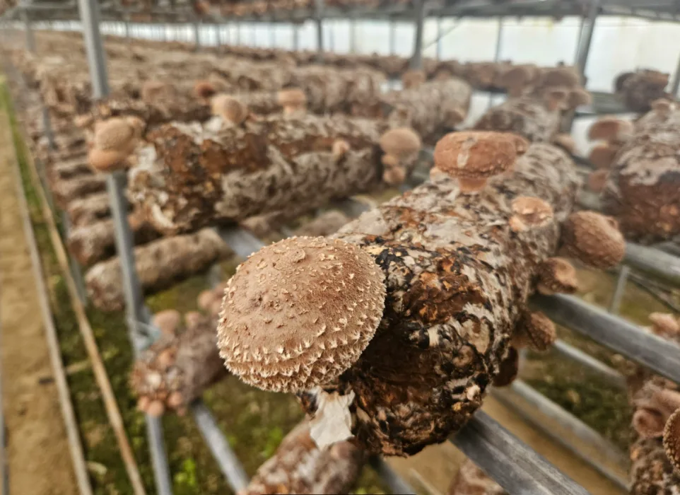 재배되고-있는-버섯