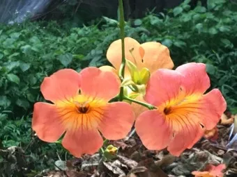 8월에 피는 꽃 이름 종류별 특징 정리 보기_11