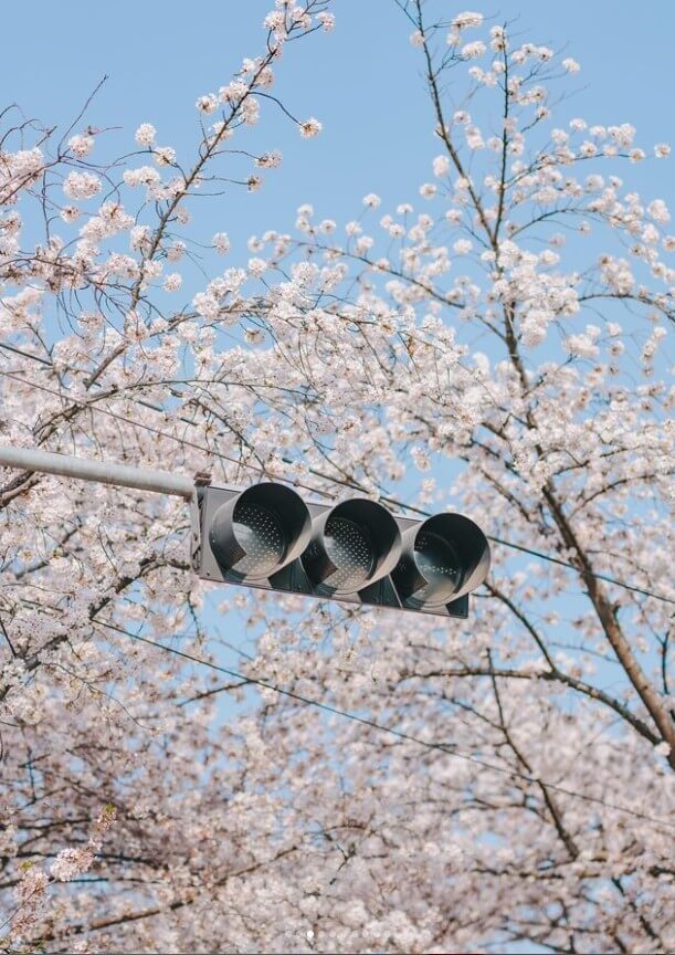 2024 전국 벚꽃 명소 추천