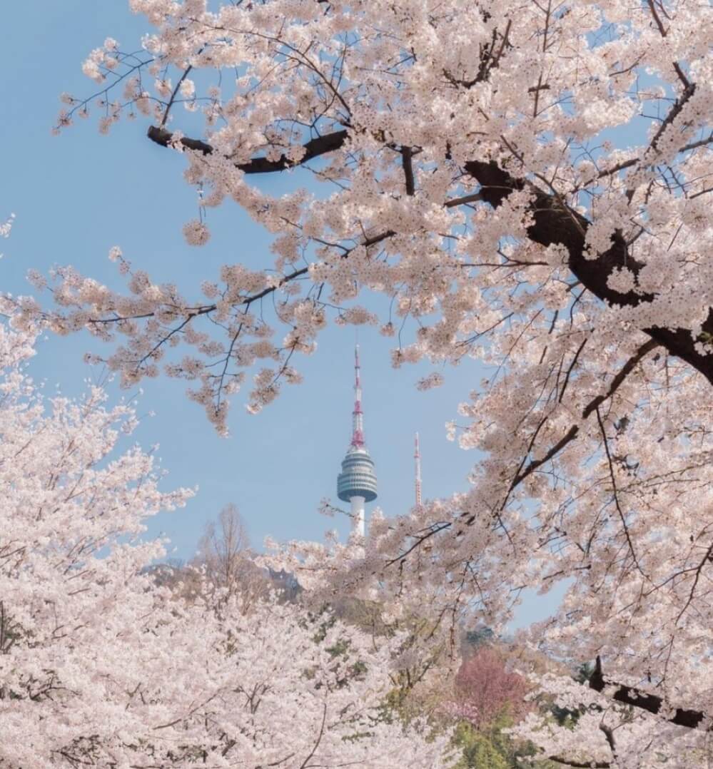 남산 벚꽃