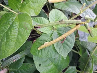 8월에 심는 밭작물 모종 채소 재배법 알아보기_10
