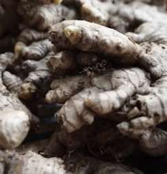 생강 효능 부작용 증상 영양성분 고르는법 칼로리