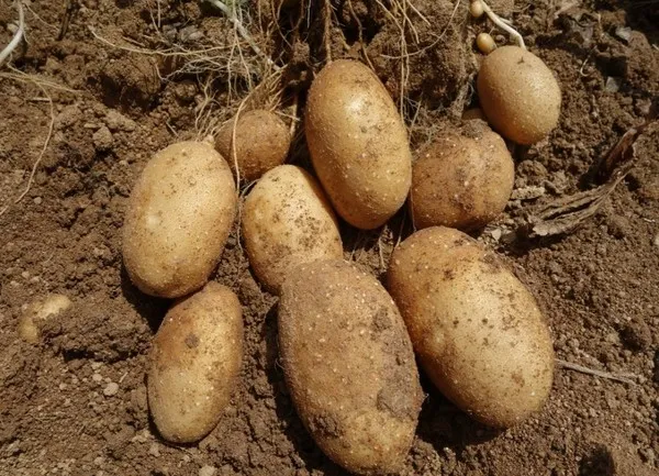 감자 재배 심는간격 상토 선택 배수 관리_9