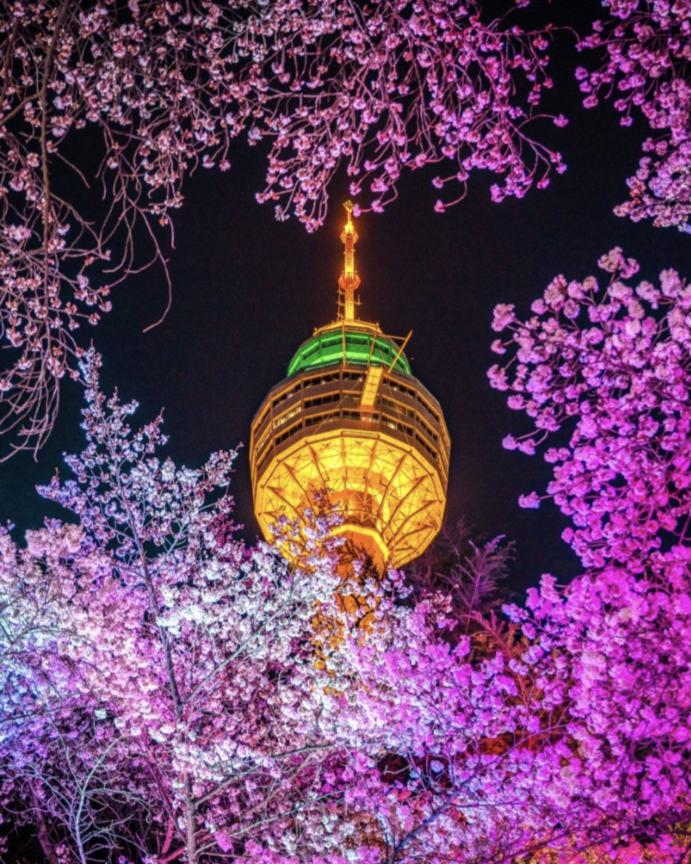 벚꽃 개화시기 2025 관련