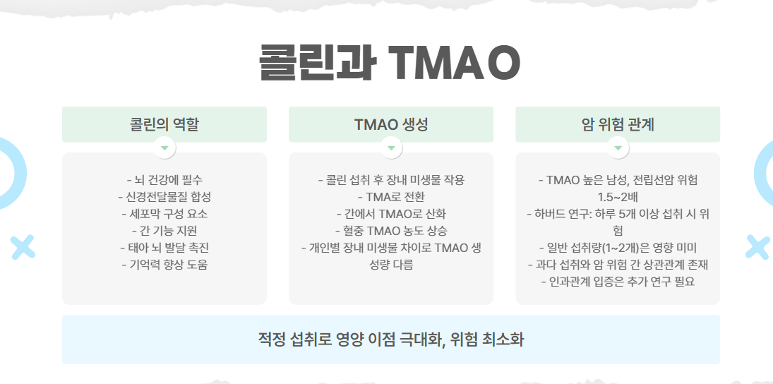 콜린과 TMAO: 전립선암 연관성