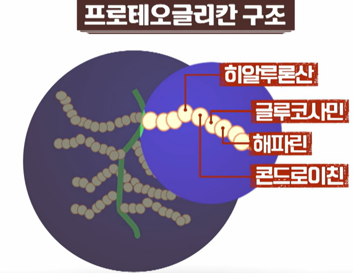 프로테오글리칸 구조