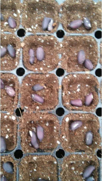 땅콩 심는 시기 수확시기 모종 파종_21