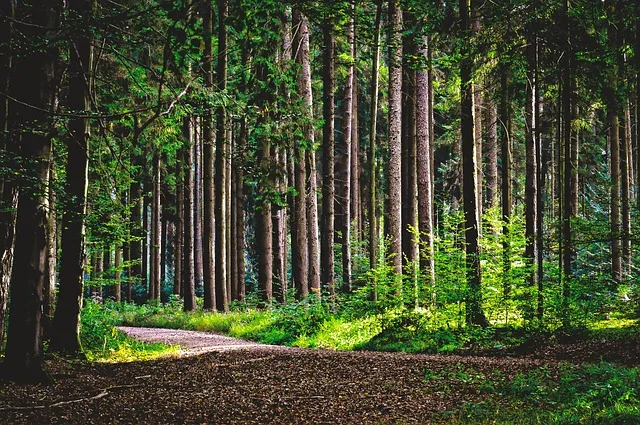 우리 사이의 거대한 산 The Mountain Between Us 영화_9