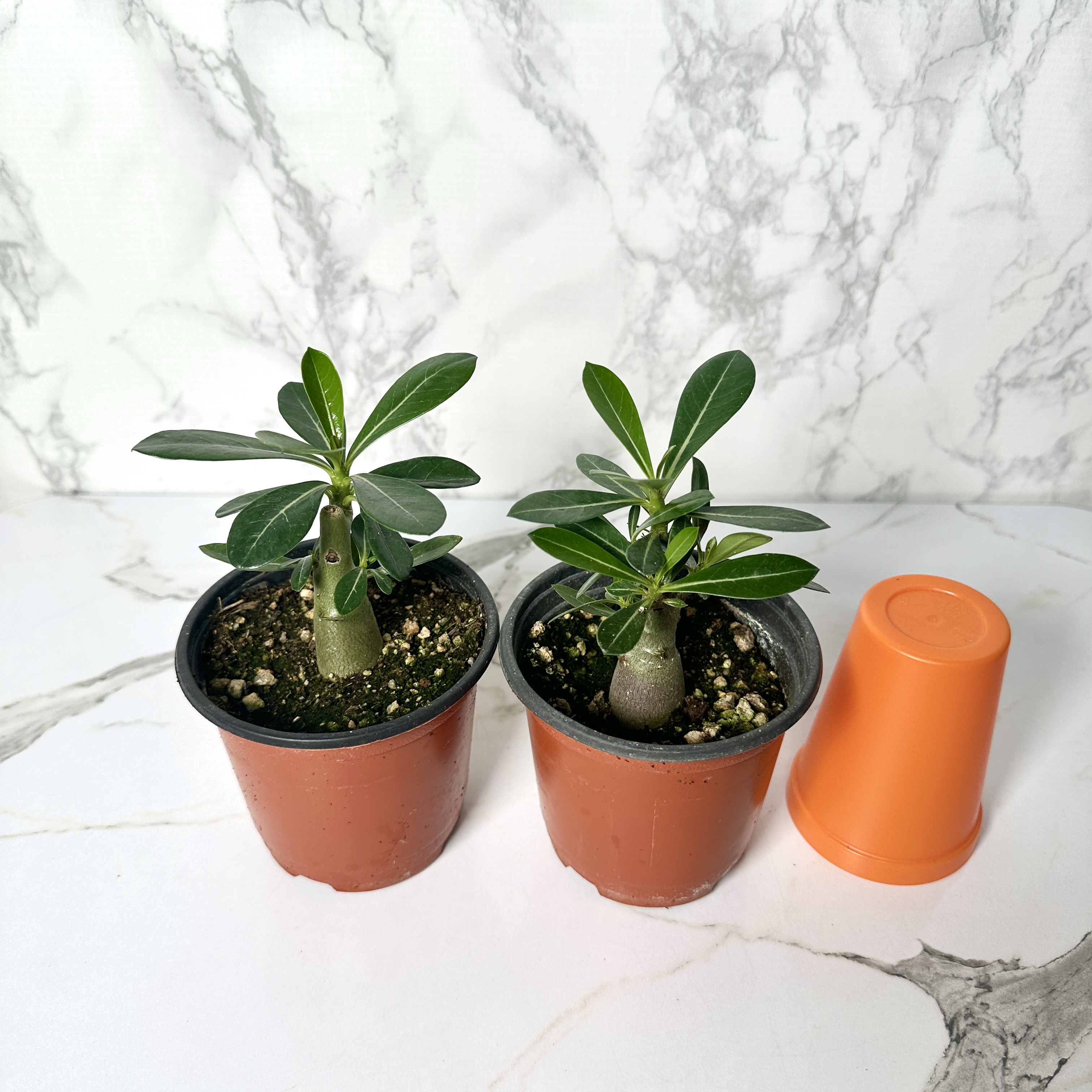 사막의장미 석화 키우기&amp;#44; 물주기&amp;#44; 인테리어식물