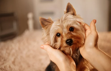 요크셔 테리어/출처:어도비스톡