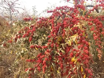 보리수나무 재배 전정 관리 착과 유도 열매 활용_11