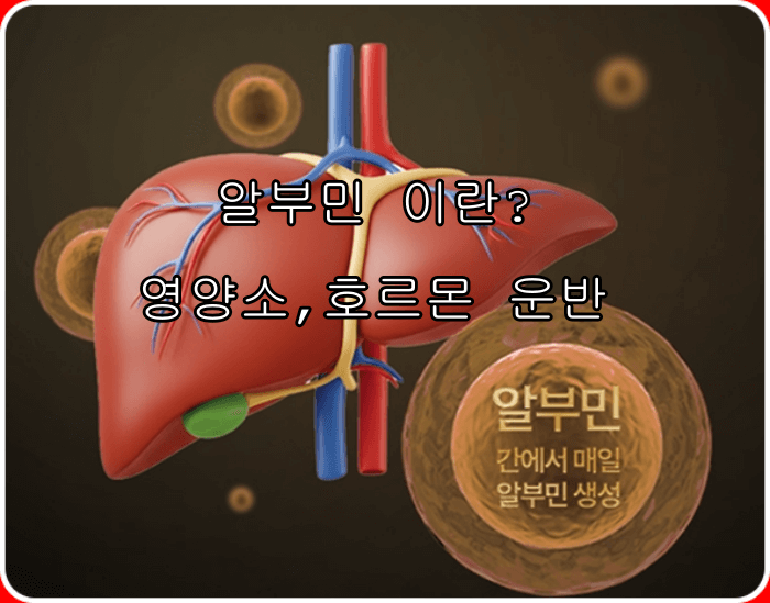 알부민의 효능