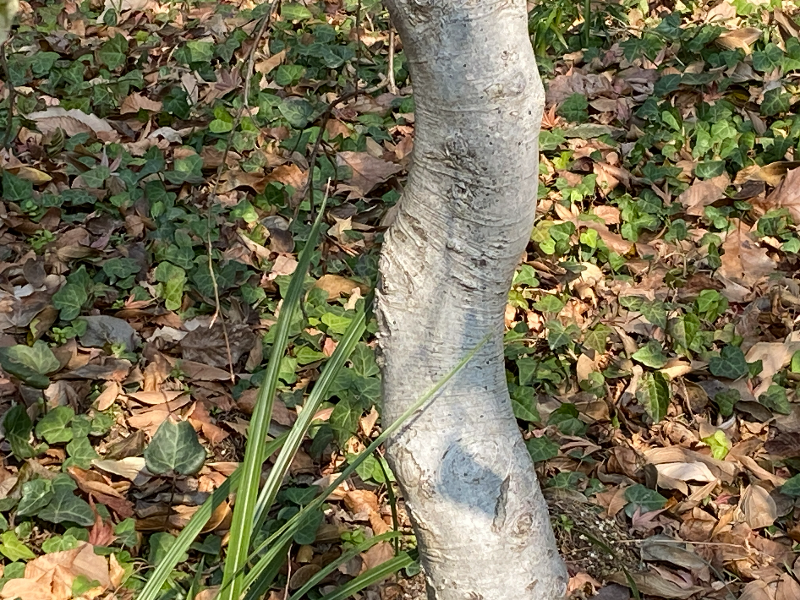 너도밤나무 수피2