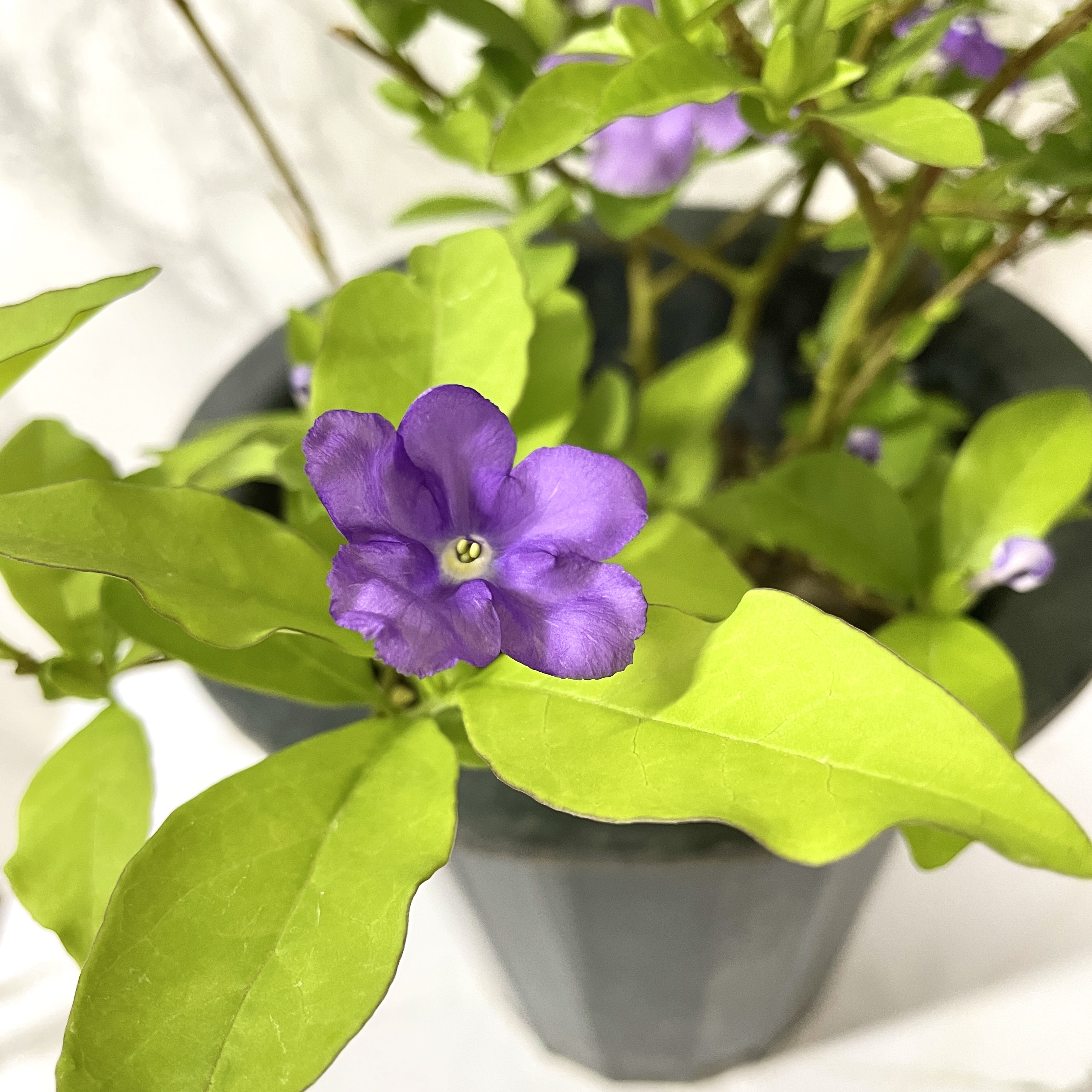 쟈스민 나무 키우기, 향이 진한 브룬펠지어 쟈스민