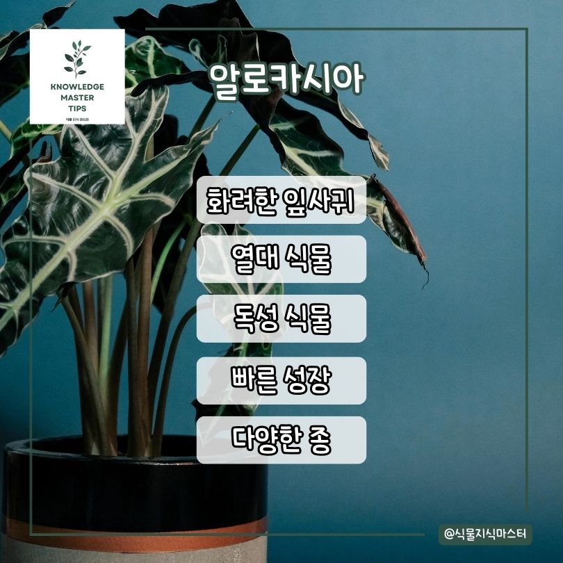 알로카시아 소개