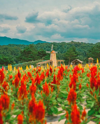가을에 만난 붉은 바다, 철원 맨드라미 꽃밭 여행기