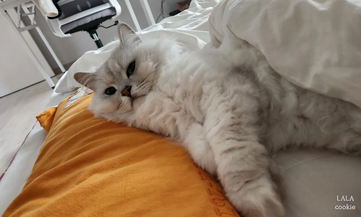 고양이-다이어트-방법-누워있는-고양이