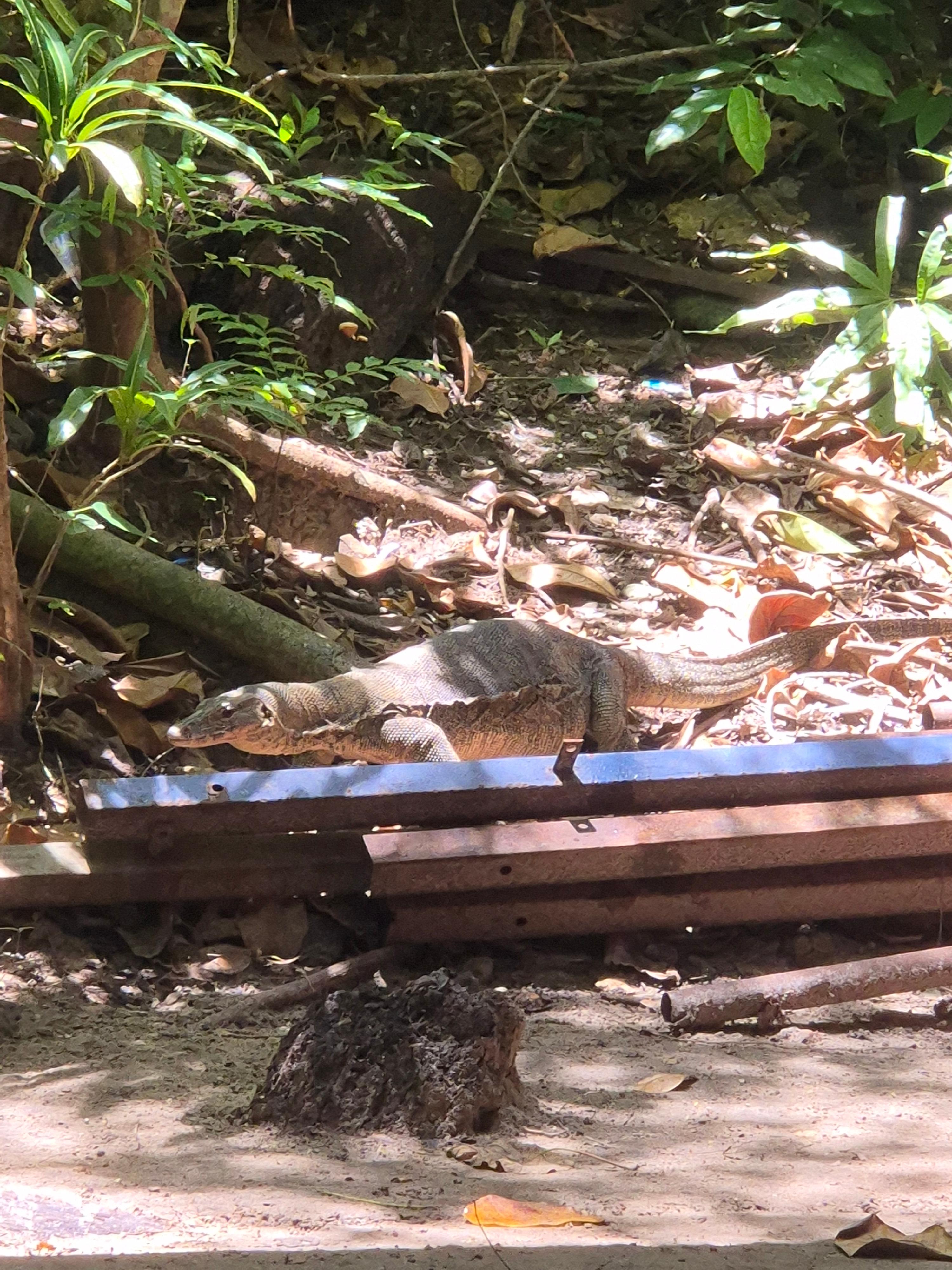 코타키나발루 사피섬 마누칸 호핑투어