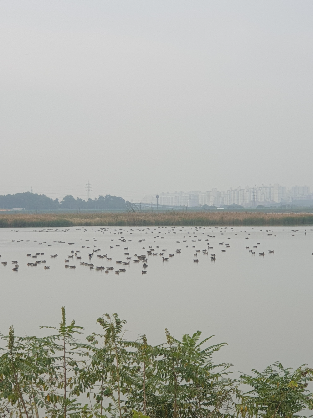 뿌연 하늘 호수에는 새들이 앉아있다. 새 모습은 멀리 있어 흐릿하다.