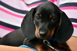 반려동물 강아지 사진