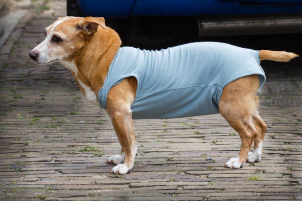 반려견 더위 탈출! 쿨조끼 브랜드별 완벽 비교