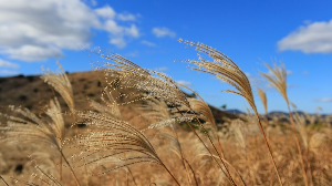 제주렌트카 비교사이트 최저가