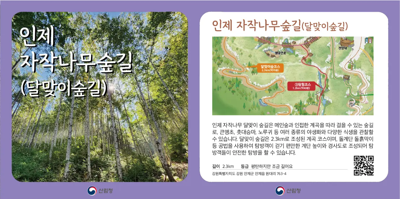 인제_자작나무숲길(달맞이숲길)