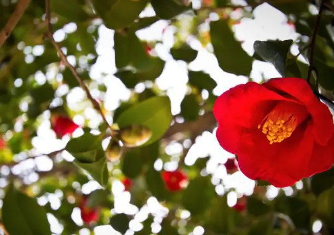 오동도에 활짝핀 붉은 동백꽃이 크게 확대되어 찍힌 이미지