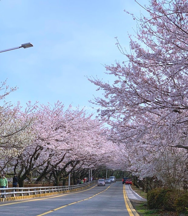 부산 달맞이길을 따라 피어난 벚꽃들이 해운대에서 송정까지 이어지는 길목을 장식하며, 드라이브와 산책을 즐기는 사람들에게 봄의 아름다움을 선사하는 모습