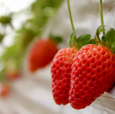딸기 효능 부작용 칼로리 고르는법