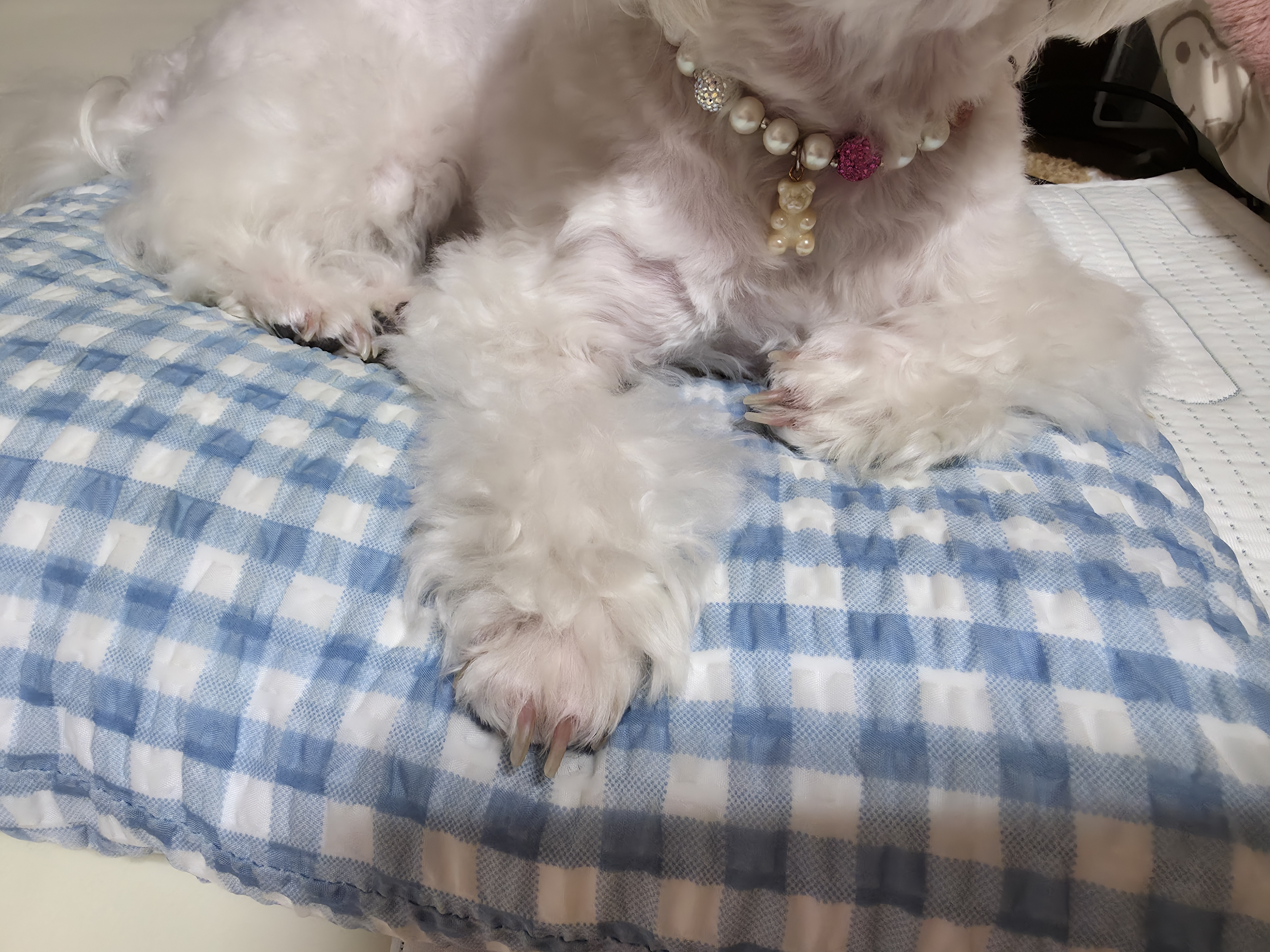 반려견의 발톱 관리