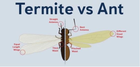 흰개미와 개미 차이