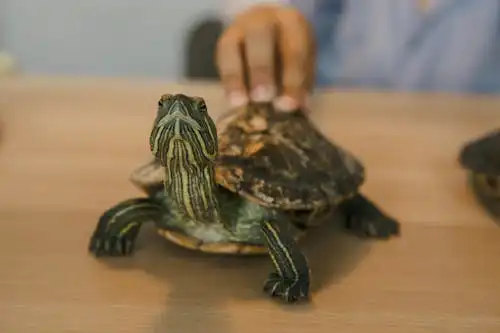 거북이 키우기 재테크 방법