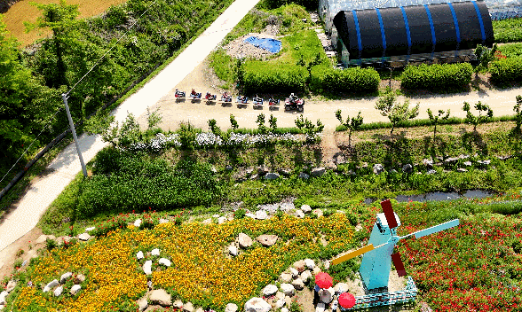 용수골 꽃양귀비 축제