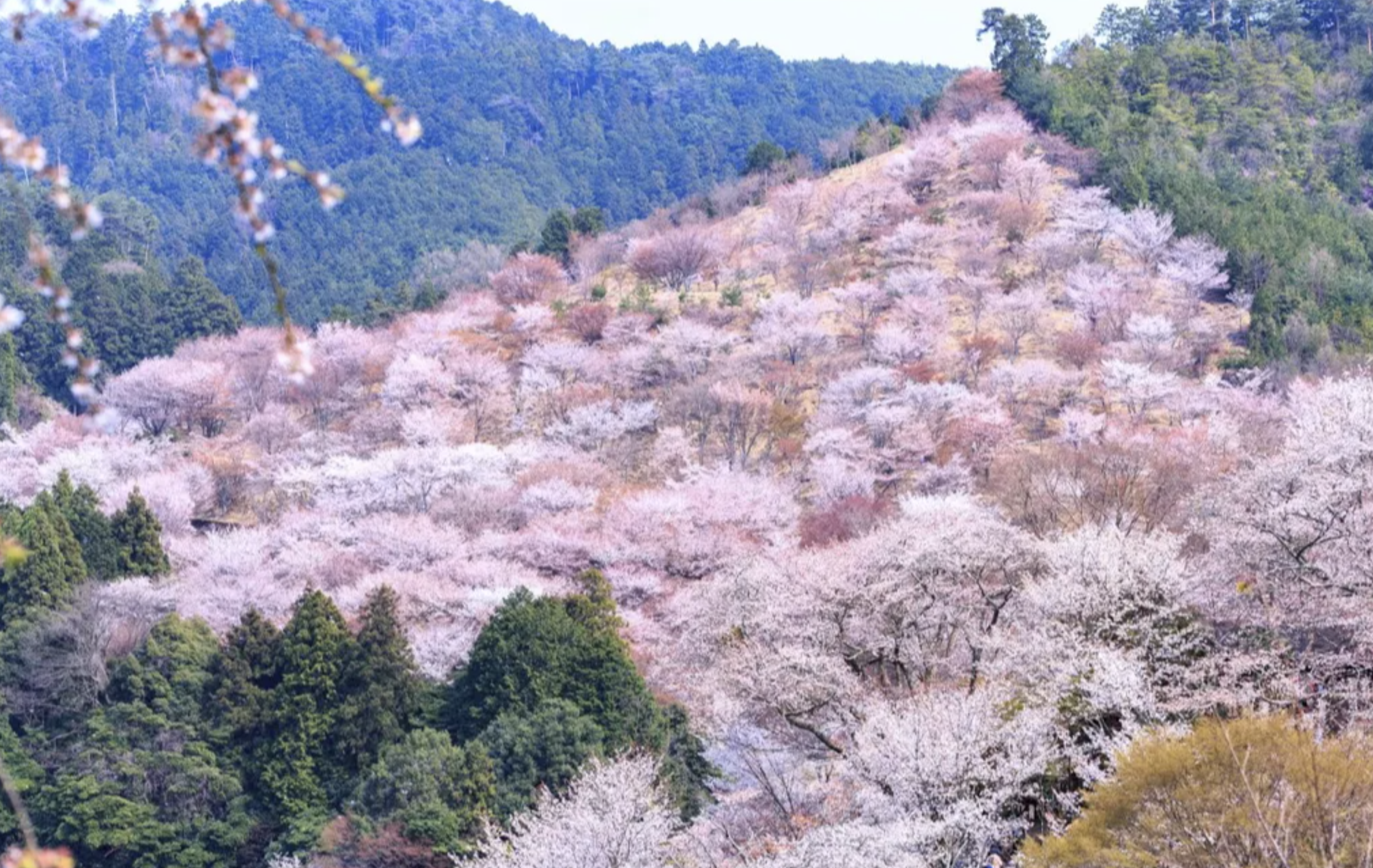 요시노산 벚꽃 축제