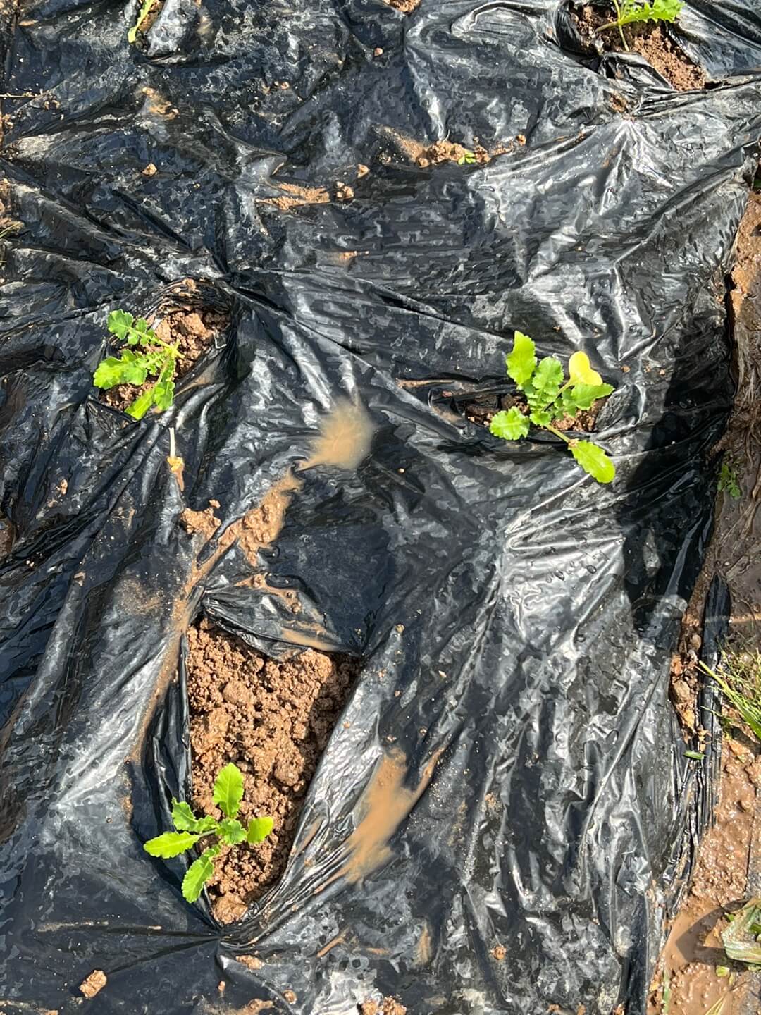 김장 무 모종 파종