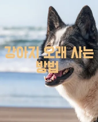 강아지 오래사는 신장관리 비법 생활습관_33