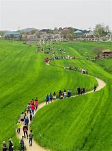 초록물결 음악노트 고창 청보리밭 축제여는 고창청보리밭축제위원회