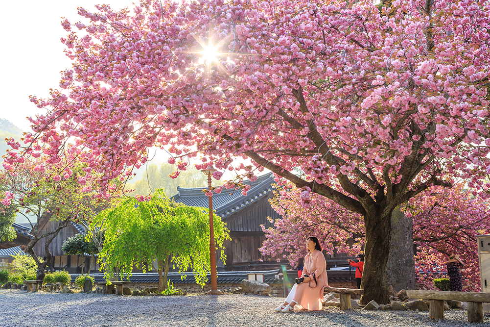 순천 선암사 선암매 : 600년 세월을 간직한 천연기념물 매화