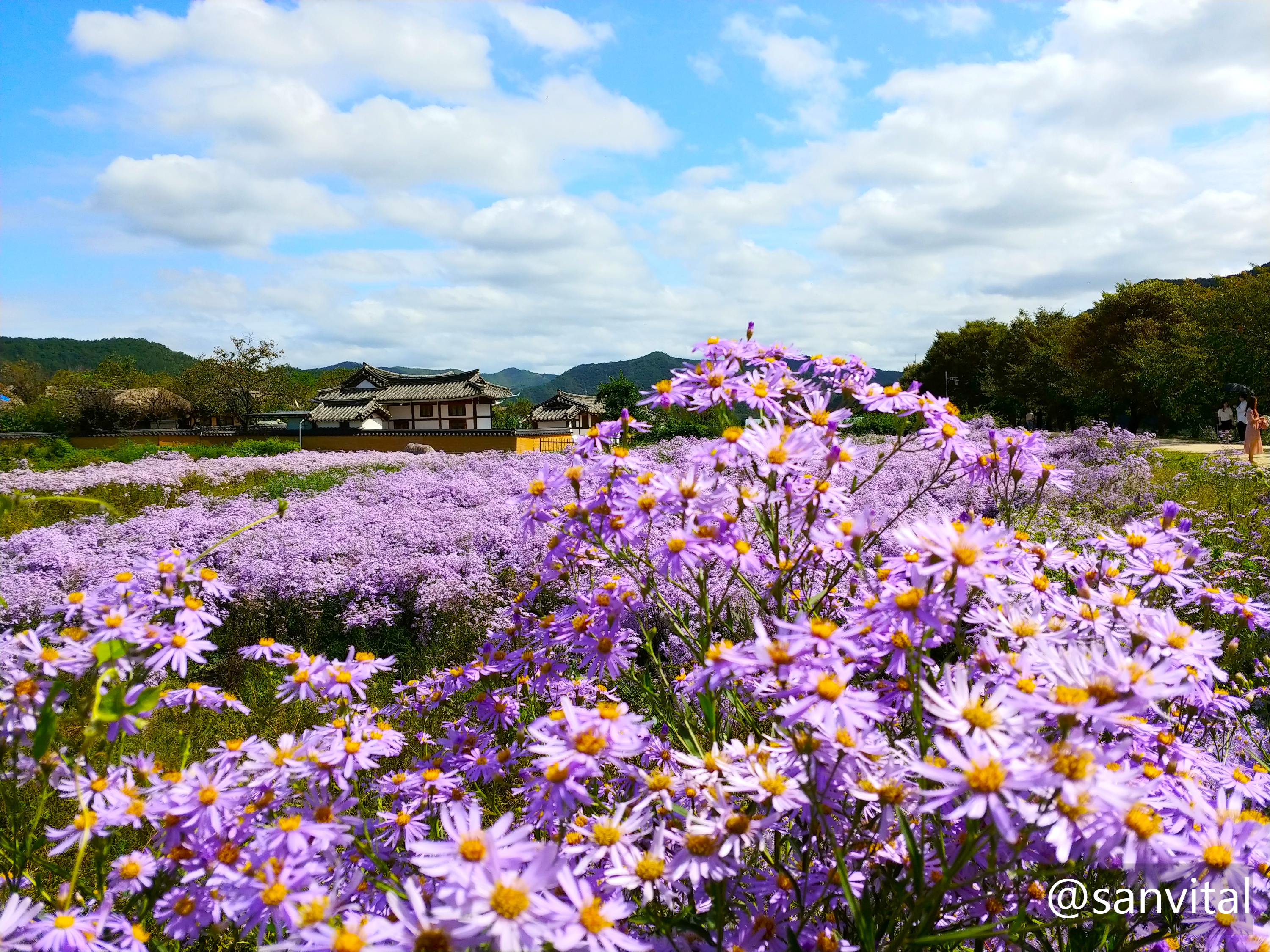 안동 하회마을 개미취꽃
