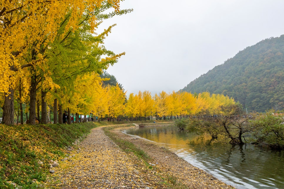 문광저수지 은행나무길5