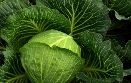 신장에 좋은 음식-양배추