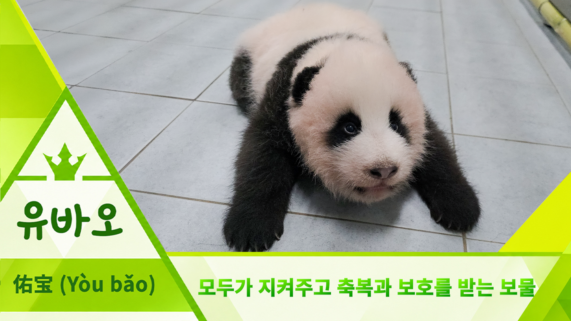 🐼기호 4번 유바오(佑宝)🐼 | #아기판다 #이름투표