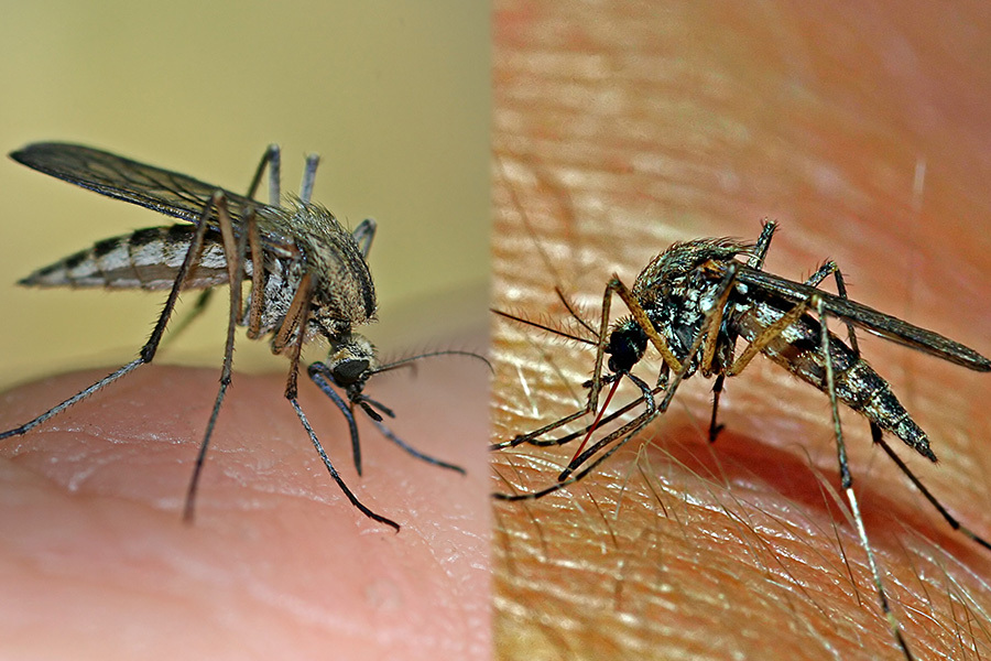 말라이아의 원인 모기