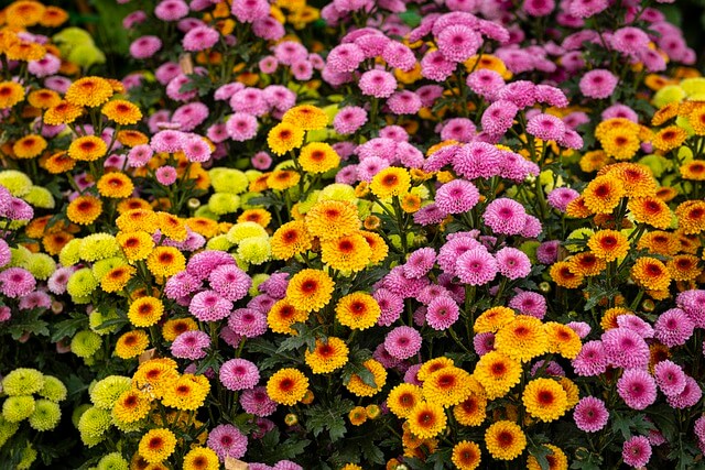 드림파크국화축제