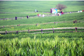 고창 청보리밭 실시간 개화 상황
