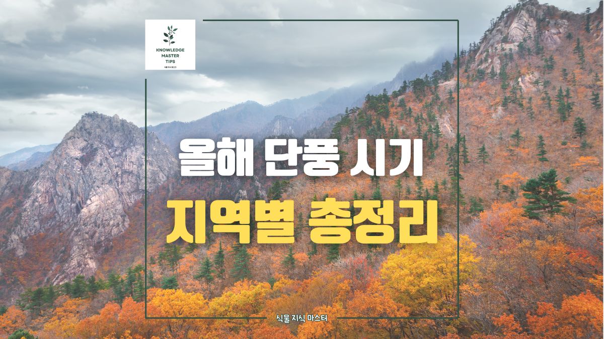 '올해 단풍 시기 총정리, 지역별 첫 단풍 절정 시기 꼭 확인'