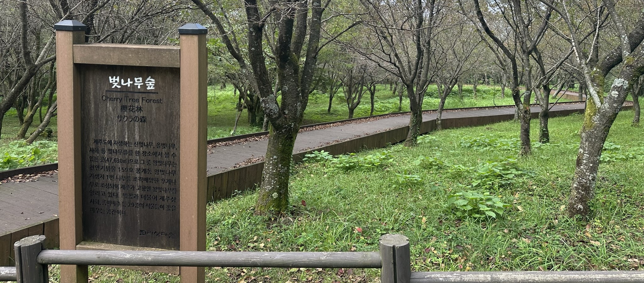 한라생태숲 벗나무숲